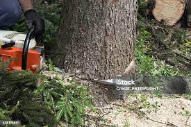 Best Tree Maintenance Programs  in Water Mill, NY