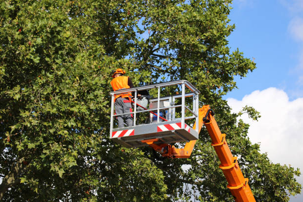 Best Tree Preservation Services  in Water Mill, NY