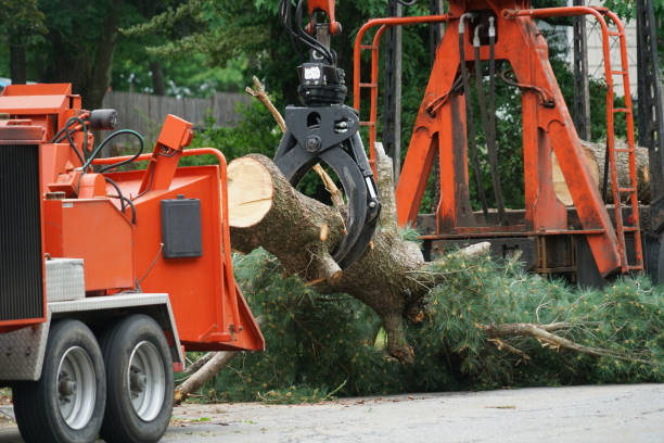 Best Emergency Tree Removal  in Water Mill, NY