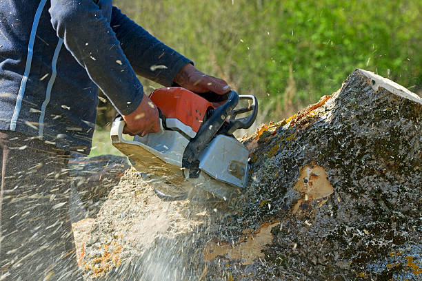 Best Utility Line Clearance  in Water Mill, NY