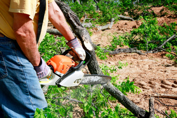 Trusted Water Mill, NY Tree Removal Experts